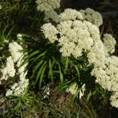 Cassinia longifolia (Shiny Cassinia, Cauliflower Bush) at Red Hill Nature Reserve - 25 Dec 2012 by MichaelMulvaney