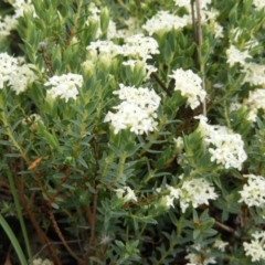 Pimelea glauca at Red Hill Nature Reserve - 24 Oct 2010 by MichaelMulvaney