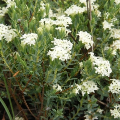 Pimelea glauca at Red Hill Nature Reserve - 24 Oct 2010 by MichaelMulvaney