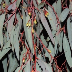 Eucalyptus sideroxylon (Mugga Ironbark) at Barneys Hill/Mt Stranger - 19 Jul 2015 by michaelb