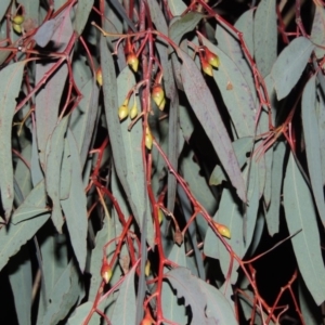 Eucalyptus sideroxylon at Gordon, ACT - 19 Jul 2015