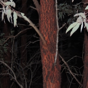 Eucalyptus sideroxylon at Gordon, ACT - 19 Jul 2015 07:53 PM