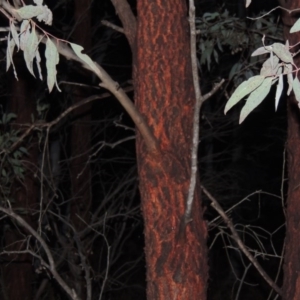 Eucalyptus sideroxylon at Gordon, ACT - 19 Jul 2015