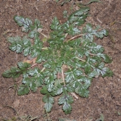 Erodium botrys (Long Storksbill) at Gigerline Nature Reserve - 14 Jul 2015 by michaelb