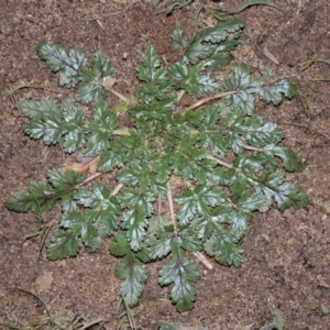 Erodium botrys at Tennent, ACT - 14 Jul 2015