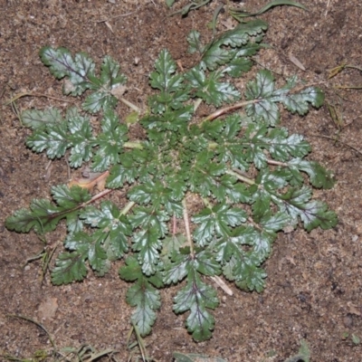 Erodium botrys (Long Storksbill) at Tennent, ACT - 14 Jul 2015 by michaelb