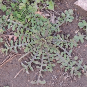 Arctotheca calendula at Tennent, ACT - 14 Jul 2015 06:00 PM