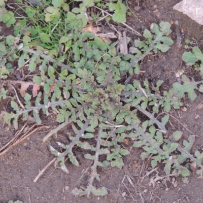 Arctotheca calendula (Capeweed, Cape Dandelion) at Tennent, ACT - 14 Jul 2015 by michaelb