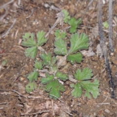 Erodium crinitum (Native Crowfoot) at Gigerline Nature Reserve - 14 Jul 2015 by michaelb