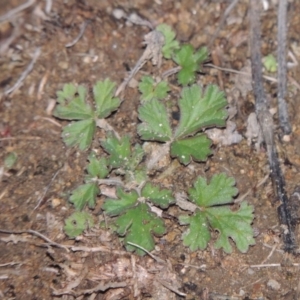 Erodium crinitum at Tennent, ACT - 14 Jul 2015