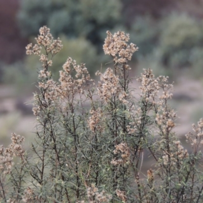 Cassinia quinquefaria (Rosemary Cassinia) at Gigerline Nature Reserve - 14 Jul 2015 by michaelb