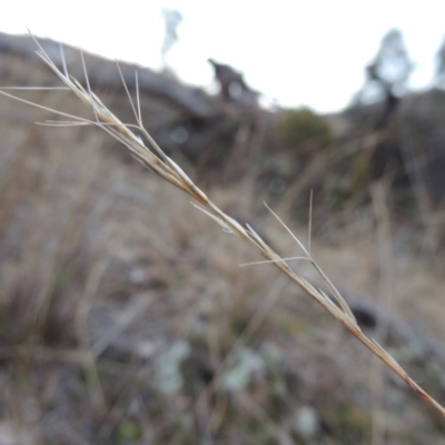 Aristida ramosa (Purple Wire Grass) at Tennent, ACT - 14 Jul 2015 by michaelb