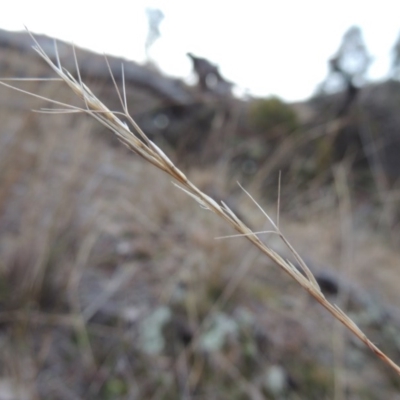 Aristida ramosa (Purple Wire Grass) at Tennent, ACT - 14 Jul 2015 by MichaelBedingfield