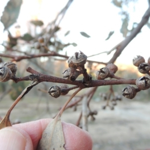 Eucalyptus blakelyi at Paddys River, ACT - 20 Jul 2015 06:17 PM