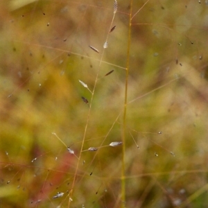 Eragrostis brownii at Conder, ACT - 25 Jan 2000