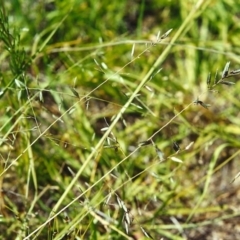 Eragrostis brownii (Common Love Grass) at Tuggeranong Hill - 5 Dec 2000 by michaelb