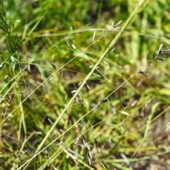 Eragrostis brownii (Common Love Grass) at Conder, ACT - 5 Dec 2000 by michaelb