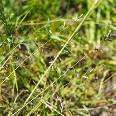 Eragrostis brownii (Common Love Grass) at Tuggeranong Hill - 5 Dec 2000 by michaelb