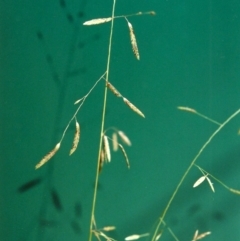 Eragrostis brownii (Common Love Grass) at Rob Roy Range - 13 Jan 2001 by michaelb