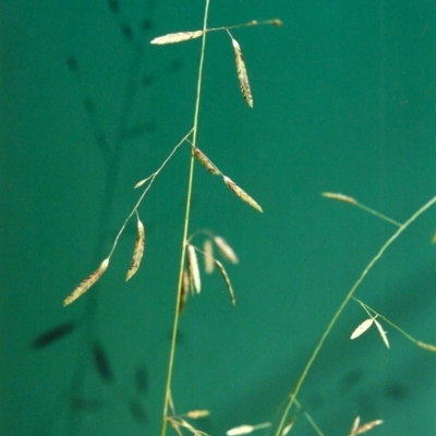 Eragrostis brownii (Common Love Grass) at Rob Roy Spring 1(M) - 14 Jan 2001 by MichaelBedingfield