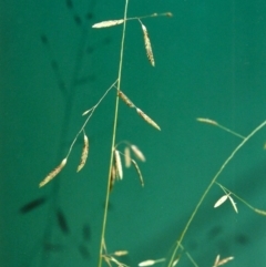 Eragrostis brownii (Common Love Grass) at - 13 Jan 2001 by michaelb