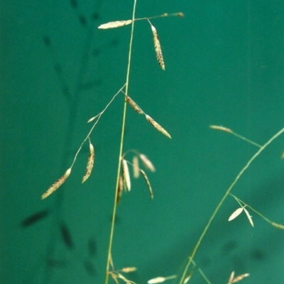Eragrostis brownii (Common Love Grass) at Tuggeranong DC, ACT - 13 Jan 2001 by michaelb