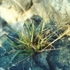 Eragrostis brownii (Common Love Grass) at Greenway, ACT - 4 Jan 2007 by MichaelBedingfield