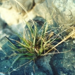 Eragrostis brownii (Common Love Grass) at Pine Island to Point Hut - 3 Jan 2007 by michaelb