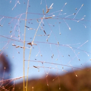 Eragrostis trachycarpa at Conder, ACT - 30 Jan 2000