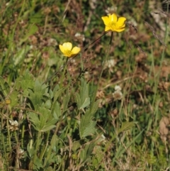 Ranunculus graniticola at Namadgi National Park - 20 Dec 2014 by KenT