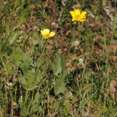 Ranunculus graniticola at Namadgi National Park - 20 Dec 2014 by KenT