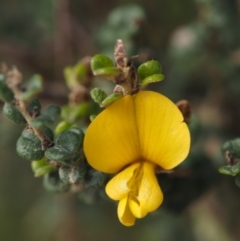 Bossiaea foliosa (Leafy Bossiaea) at Cotter River, ACT - 19 Dec 2014 by KenT