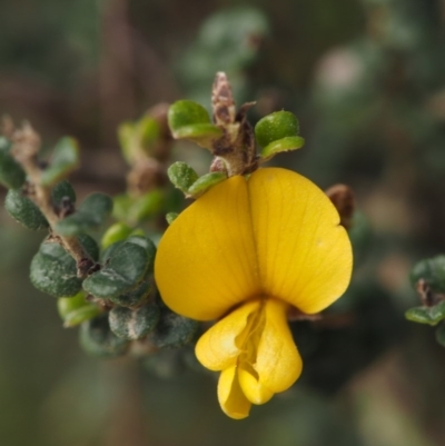 Bossiaea foliosa (Leafy Bossiaea) at Cotter River, ACT - 19 Dec 2014 by KenT