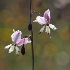 Arthropodium milleflorum (Vanilla Lily) at Cotter River, ACT - 20 Dec 2014 by KenT