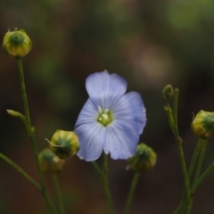 Linum marginale (Native Flax) at Cotter River, ACT - 20 Dec 2014 by KenT