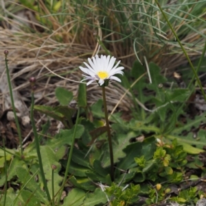 Brachyscome decipiens at Cotter River, ACT - 20 Dec 2014 11:10 AM