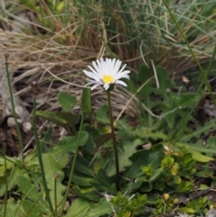 Brachyscome decipiens (Field Daisy) at Cotter River, ACT - 20 Dec 2014 by KenT