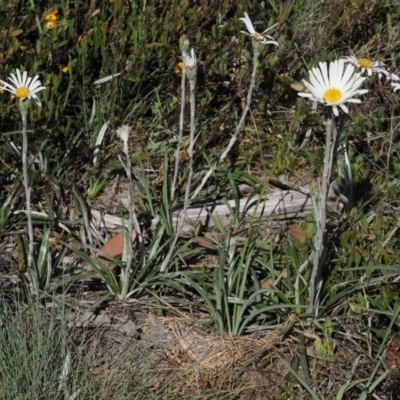 Celmisia tomentella (Common Snow Daisy) at Cotter River, ACT - 19 Dec 2014 by KenT