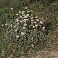 Leucochrysum alpinum (Alpine Sunray) at Cotter River, ACT - 19 Dec 2014 by KenT