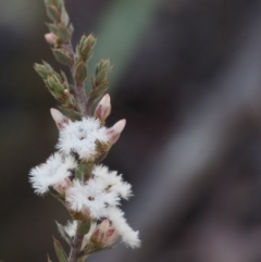 Leucopogon attenuatus (Small-leaved Beard Heath) at Black Mountain - 21 Jul 2015 by KenT
