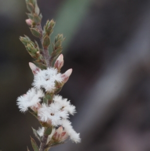 Styphelia attenuata at Canberra Central, ACT - 21 Jul 2015 10:34 AM