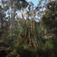 Cortaderia selloana (Pampas Grass) at Black Mountain - 21 Jul 2015 by KenT