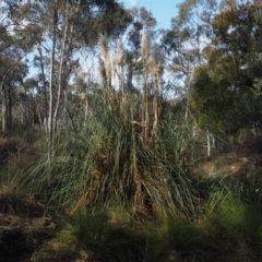 Cortaderia selloana (Pampas Grass) at Canberra Central, ACT - 21 Jul 2015 by KenT