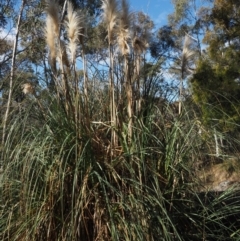 Cortaderia selloana at Canberra Central, ACT - 21 Jul 2015 11:06 AM