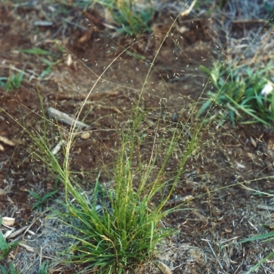 Eragrostis trachycarpa (Rough-grain Lovegrass) at Greenway, ACT - 4 Feb 2007 by michaelb