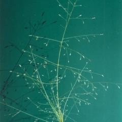 Eragrostis trachycarpa (Rough-grain Lovegrass) at Tuggeranong DC, ACT - 13 Jan 2001 by michaelb