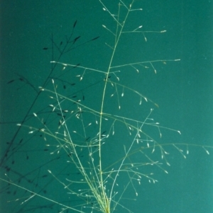 Eragrostis trachycarpa at Tuggeranong DC, ACT - 14 Jan 2001