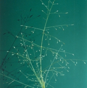 Eragrostis trachycarpa at Tuggeranong DC, ACT - 14 Jan 2001 12:00 AM