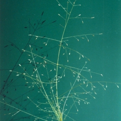 Eragrostis trachycarpa (Rough-grain Lovegrass) at Rob Roy Spring 1(M) - 13 Jan 2001 by michaelb