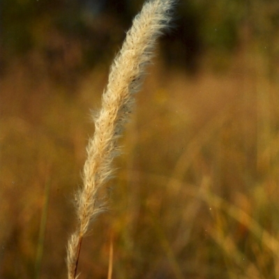 Imperata cylindrica (Blady Grass) at Pine Island to Point Hut - 12 Apr 2007 by michaelb